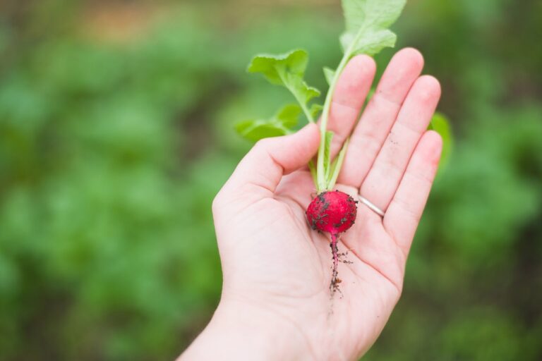 The Science of Food Sensory Evaluation: How We Taste and Smell Food