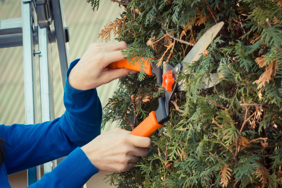 Springfield Tree Removal Pros Provides Professional Tree Removal Services in Springfield, Missouri